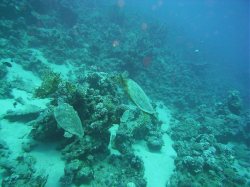 Unterwasserfotos Tauchbilder El Quseir