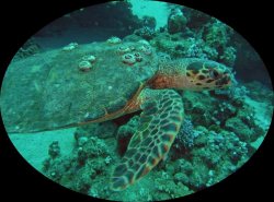 Unterwasserfotos Tauchbilder El Quseir