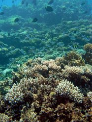 Unterwasserfotos Tauchbilder El Quseir