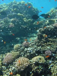 Unterwasserfotos Tauchbilder El Quseir