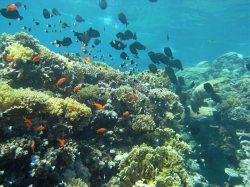 Unterwasserfotos Tauchbilder El Quseir