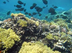 Unterwasserfotos Tauchbilder El Quseir