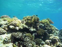 Unterwasserfotos Tauchbilder El Quseir