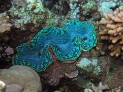 Unterwasserfotos Tauchbilder El Quseir
