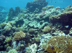 Unterwasserfotos Tauchbilder El Quseir