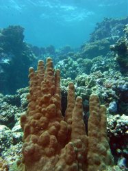 Unterwasserfotos Tauchbilder El Quseir