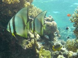 Unterwasserfotos Tauchbilder El Quseir