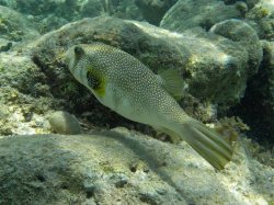 Unterwasserfotos Tauchbilder El Quseir