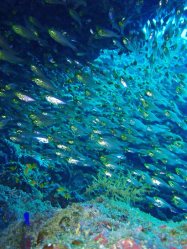 Unterwasserfotos Tauchbilder El Quseir