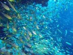 Unterwasserfotos Tauchbilder El Quseir