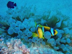 Unterwasserfotos Tauchbilder El Quseir