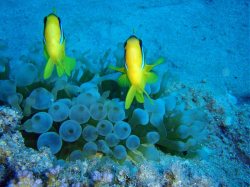 Unterwasserfotos Tauchbilder El Quseir