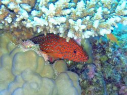Unterwasserfotos Tauchbilder El Quseir