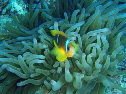 Unterwasserfotos Tauchbilder El Quseir