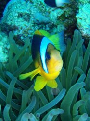 Unterwasserfotos Tauchbilder El Quseir