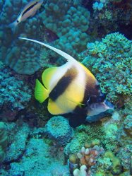 Unterwasserfotos Tauchbilder El Quseir