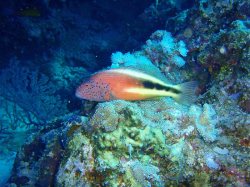 Unterwasserfotos Tauchbilder El Quseir
