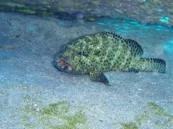 Unterwasserfotos Tauchbilder El Quseir