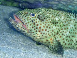 Unterwasserfotos Tauchbilder El Quseir