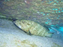 Unterwasserfotos Tauchbilder El Quseir