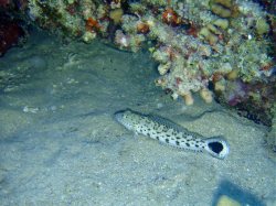 Unterwasserfotos Tauchbilder El Quseir