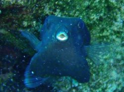 Unterwasserfotos Tauchbilder El Quseir