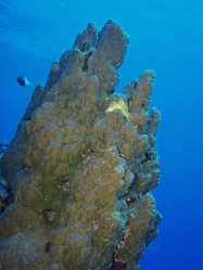 Unterwasserfotos Tauchbilder El Quseir