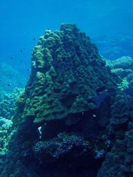 Unterwasserfotos Tauchbilder El Quseir
