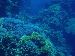 Unterwasserfotos Tauchbilder El Quseir