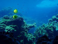 Unterwasserfotos Tauchbilder El Quseir