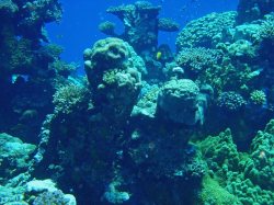 Unterwasserfotos Tauchbilder El Quseir