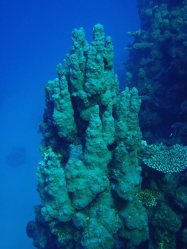 Unterwasserfotos Tauchbilder El Quseir