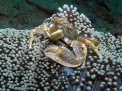 Unterwasserfotos Tauchbilder Tauchen in Khao Lak - Similans - Andamanensee - Thailand