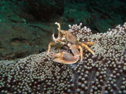Unterwasserfotos Tauchbilder Tauchen in Khao Lak - Similans - Andamanensee - Thailand