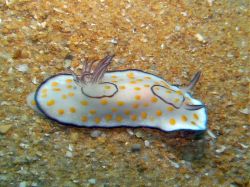Unterwasserfotos Tauchbilder Tauchen in Khao Lak - Similans - Andamanensee - Thailand