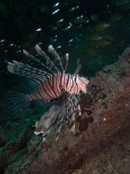 Unterwasserfotos Tauchbilder Tauchen in Khao Lak - Similans - Andamanensee - Thailand