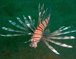 Unterwasserfotos Tauchbilder Tauchen in Khao Lak - Similans - Andamanensee - Thailand