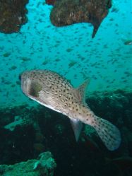 Unterwasserfotos Tauchbilder Tauchen in Khao Lak - Similans - Andamanensee - Thailand