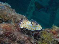 Unterwasserfotos Tauchbilder Tauchen in Khao Lak - Similans - Andamanensee - Thailand