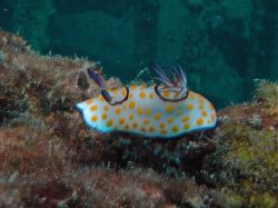 Unterwasserfotos Tauchbilder Tauchen in Khao Lak - Similans - Andamanensee - Thailand