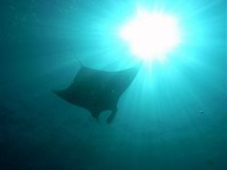 Unterwasserfotos Tauchbilder Tauchen in Khao Lak - Similans - Andamanensee - Thailand