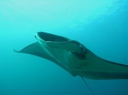 Unterwasserfotos Tauchbilder Tauchen in Khao Lak - Similans - Andamanensee - Thailand
