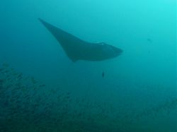 Unterwasserfotos Tauchbilder Tauchen in Khao Lak - Similans - Andamanensee - Thailand