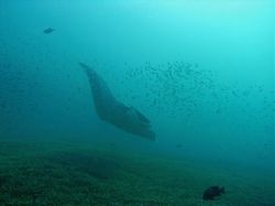 Unterwasserfotos Tauchbilder Tauchen in Khao Lak - Similans - Andamanensee - Thailand