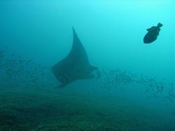 Unterwasserfotos Tauchbilder Tauchen in Khao Lak - Similans - Andamanensee - Thailand