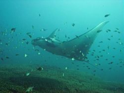 Unterwasserfotos Tauchbilder Tauchen in Khao Lak - Similans - Andamanensee - Thailand