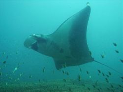 Unterwasserfotos Tauchbilder Tauchen in Khao Lak - Similans - Andamanensee - Thailand