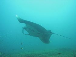 Unterwasserfotos Tauchbilder Tauchen in Khao Lak - Similans - Andamanensee - Thailand