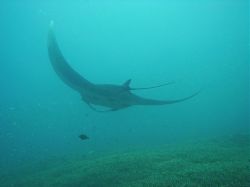 Unterwasserfotos Tauchbilder Tauchen in Khao Lak - Similans - Andamanensee - Thailand