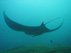 Unterwasserfotos Tauchbilder Tauchen in Khao Lak - Similans - Andamanensee - Thailand